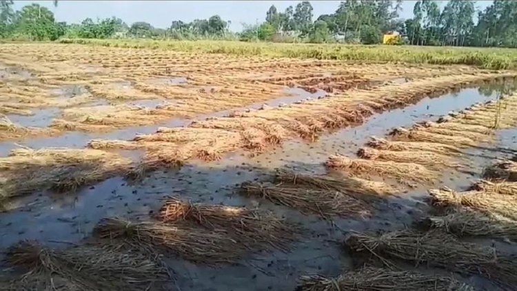 UP: Potato cultivation in Farrukhabad ruined due to rain, ready paddy crop also ruined