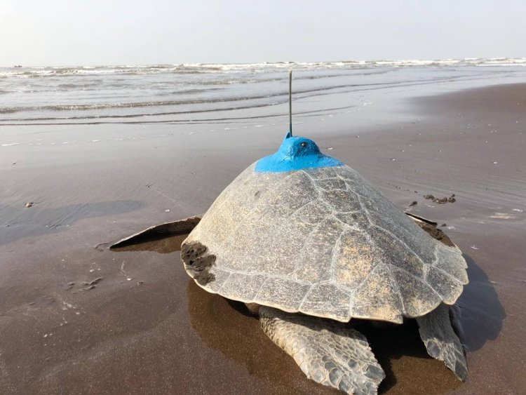 Satellite tracking of Olive Ridley Sea Turtles