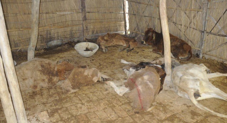 100 गायों की मौत वाली गौशाला से रिपोर्ट:ठंड से लड़खड़ाकर गिरी गाय...मौत; 500 गायें पर खाने के लिए भूसा और पीने के लिए पानी नहीं